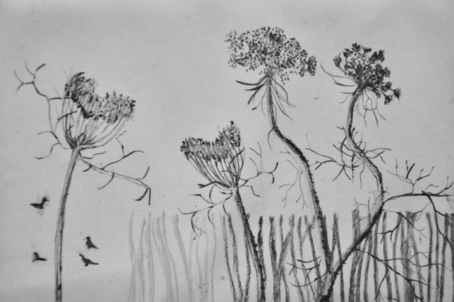 Josette Legall "Espèce d'ombellifères"