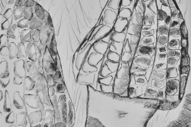   Geneviève Bardet  "Les morilles"