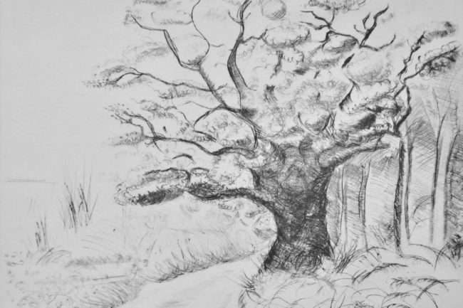 Nicole Gros  "Le chêne des ris"