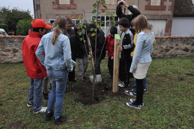 Plantation d'un cerisier