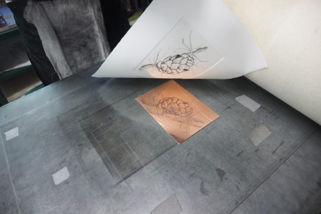 Essuyage et impression de la pomme de mélèze